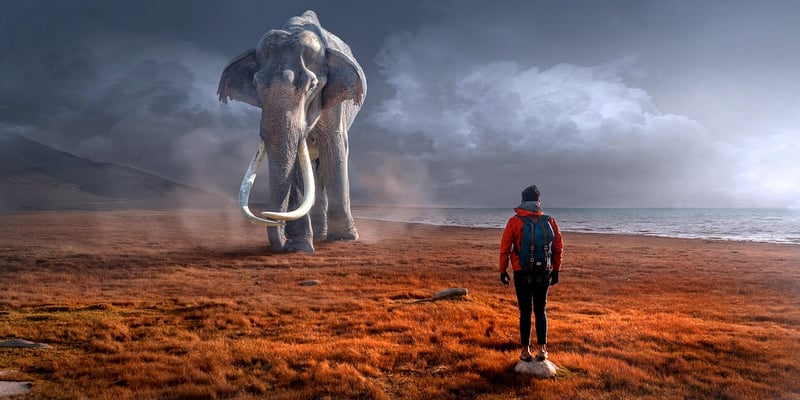 Encounter Rare Animals