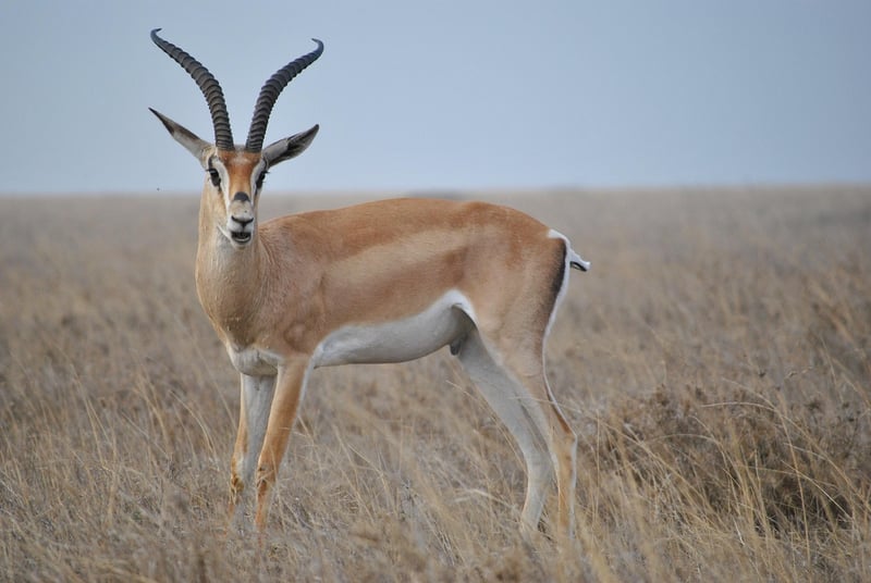 Serengeti Plains